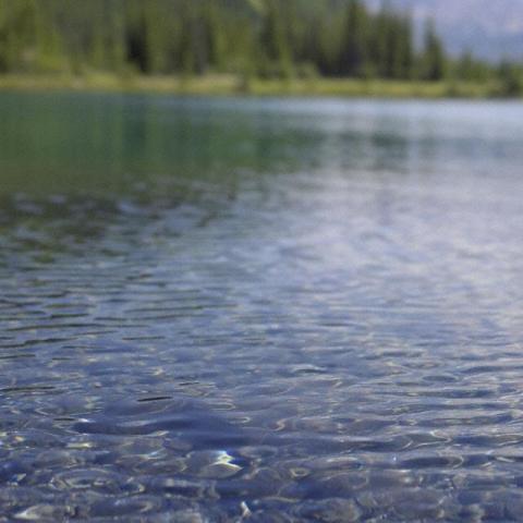 ECOSYSTEM SERVICES