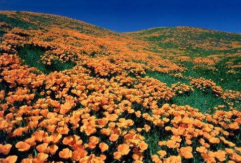NATURAL LANDS